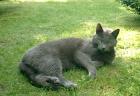 Seit dem 11. 07. 2022 grauer Kater Charly vermisst