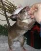 Suche Gambianische Riesenhamsterratte Bock erfahrenes Zuhause geboten
